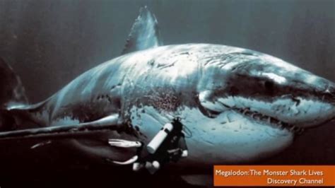 megalodon shark sightings.